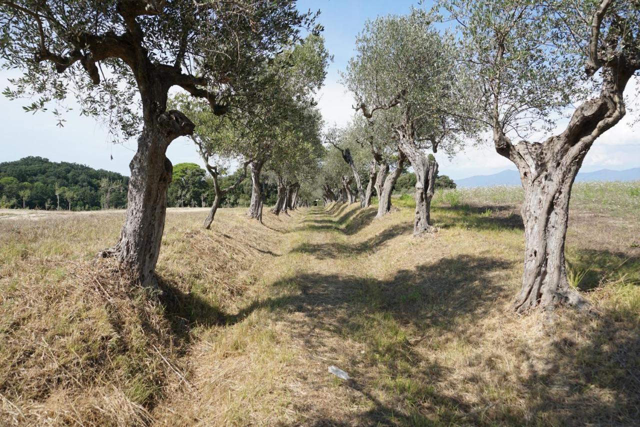 Agriturismo Cheloni Guasticce 外观 照片