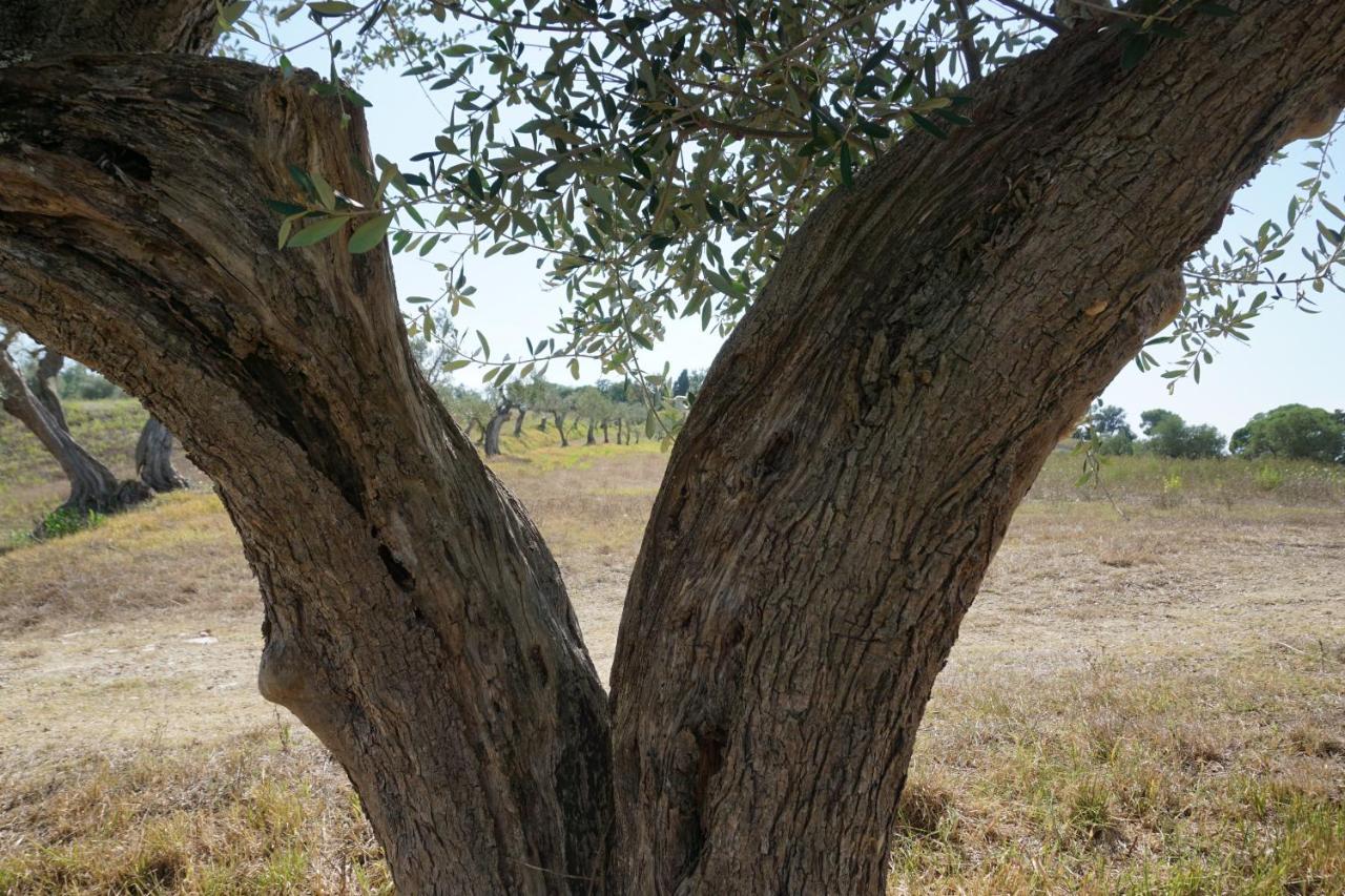 Agriturismo Cheloni Guasticce 外观 照片